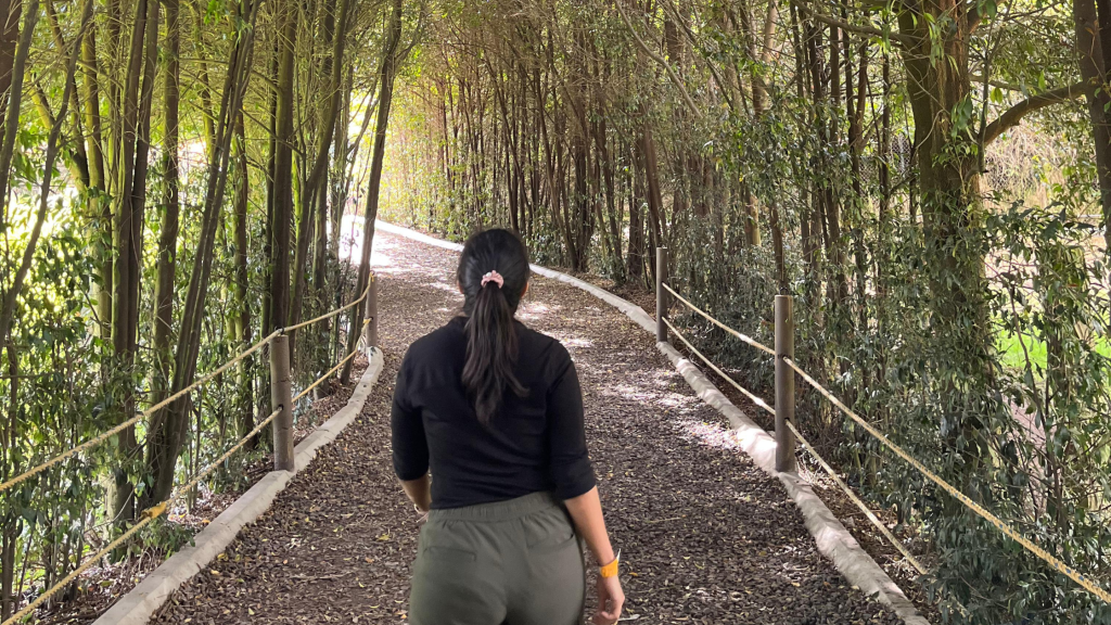 Ikigai para almas curiosas: un ejercicio para encontrar tu&nbsp;camino